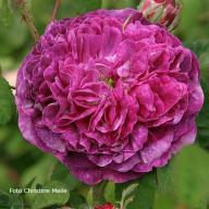Rose Minerve Foto Christine Meile