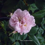 Rose Minette Foto Christine Meile