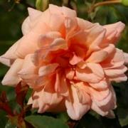 Rose Madame Alice Garnier Foto Vierl&auml;nder Rosenhof