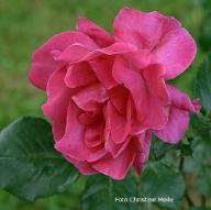 Rose Mme Juliette Guillot Foto Christine Meile