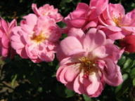 Rose Madlenka Foto Brandt