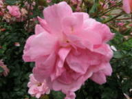 Rose  M&auml;rchenland Foto Brandt