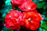 ROse Magic Fire Foto R&ouml;sch