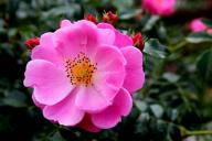 Rose Magic Meidiland Foto R&ouml;sch