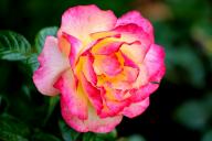 Rose Maja Oetker Foto R&ouml;sch