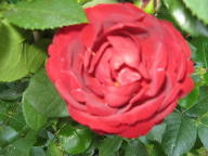 Rose Malicorne Foto Brandt