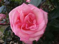 Rose Manuela Foto R&ouml;sch