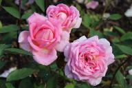 Rose Margaret Foto R&ouml;sch