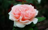 Rose Maxima Romantica Foto R&ouml;sch