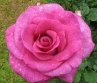 Rose Melody Parf&uuml;mee / Derby Hagen Gmelin Rose,  Violette Parfum Foto Brandt