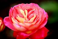 Rose Midsummer Foto R&ouml;sch