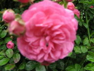 Rose Minnehaha Foto Brandt