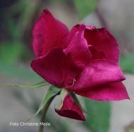 Rose Miss Lowe`s Variety Foto Christine Meile