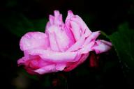Rose Mme Abel Chatenay Climbing Foto R&ouml;sch