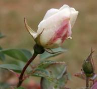 Rose Mme de Beauvoire Foto Christine Meile