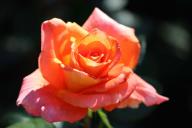 Rose Monika Foto R&ouml;sch 