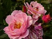 Rose Morning Dawn  Foto Groenloof