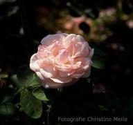 Moosrose  Mousseline Foto Christine Meile