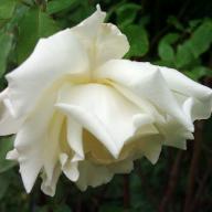 Rose Mrs. Herbert Stevens Climbing Foto Vierl&auml;nder Rosenhof