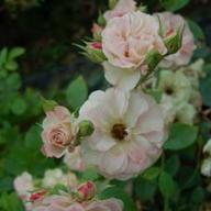 Rose Rainforest Foto Vierl&auml;nder Rosenhof