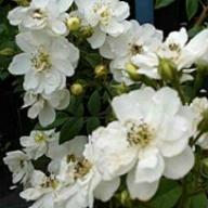 Rose Rambling Rector Foto Vierl&auml;nder Rosenhof