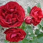 Rose Red Pinocchio Foto Vierl&auml;nder Rosenhof