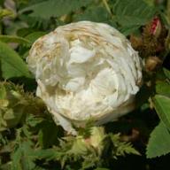 Moosrose Reine Blanche Foto Vierl&auml;nder Rosenhof