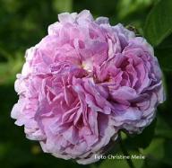 Rose Reine de Saxe Foto Christine  Meile