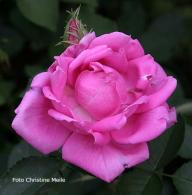 Rose Reveil Foto Christine Meile