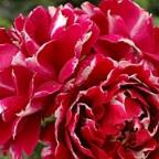 Rose Roger Lambelin Foto Vierl&auml;nder Rosenhof