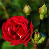 Rose Romeo Foto Vierl&auml;nder Rosenhof