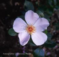 Rose Roseromantic Foto Christine Meile