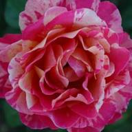 Rose Rosita Missoni Foto Vierl&auml;nder Rosenhof