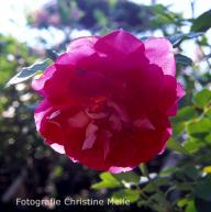 Rose Ruffles Passion Foto Christine Meile