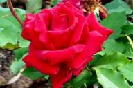 Rose Ramona Foto R&ouml;sch