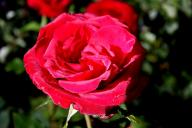 Rose Red Brokat Foto R&ouml;sch