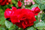 Rose Rheinaupark Foto R&ouml;sch