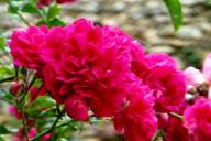 Rose Rody Foto R&ouml;sch