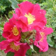 Rosa arkansas Foto Vierl&auml;nder Rosenhof