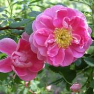 Rosa californica Plena Foto Vierl&auml;nder Rosenhof