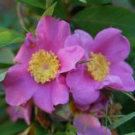 Rosa farreri persetosa Foto Vierl&auml;nder Rosenhof