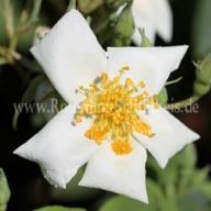 Rosa moschata Foto Schultheis