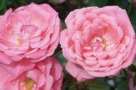 Rose Rosalie 83 Foto R&ouml;sch