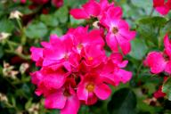 Rose Rosalita Foto R&ouml;sch