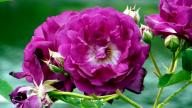 Rose Rosengarten Zweibr&uuml;cken Foto R&ouml;sch