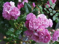 Rose Rosenz&uuml;chter Peter Lambert Foto W&auml;nninger
