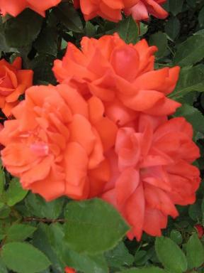 Rose Rosi Mittermaier Foto Wolfgang Brandt