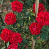 Rose Rote New Dawn Foto Vierl&auml;nder Rosenhof