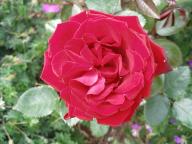 Rose Roter Stern Foto R&ouml;sch