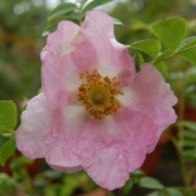 Rose roxburghii Foto Vierl&auml;nder Rosenhof